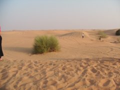 砂漠の景色